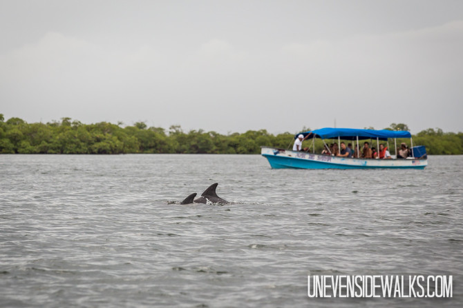 Dolphins in the bay in front of a Boat